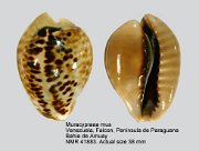 Muracypraea mus (3)